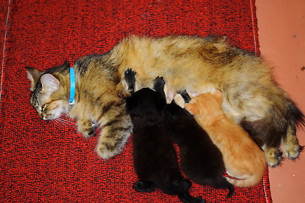 포토 JPG 해외이미지 동물 어린이 음식 백그라운드 포유류 가족 발 엄마 휴식 수염 털 사람없음 야외 반려동물 고양이 꿈 우유 간호사 마시기 흰색 표현 아기 신생아 달콤 빨다 쓰레기 작음 먹이 모피 먹기 간호 배고픔 귀 먼지 기르기 땅바닥 해외포토 컬러 컨셉 관계 모션 유제품 바닥 사람 신체부위 의료진 맛 크기 돌봄 파일형식 이미지허브