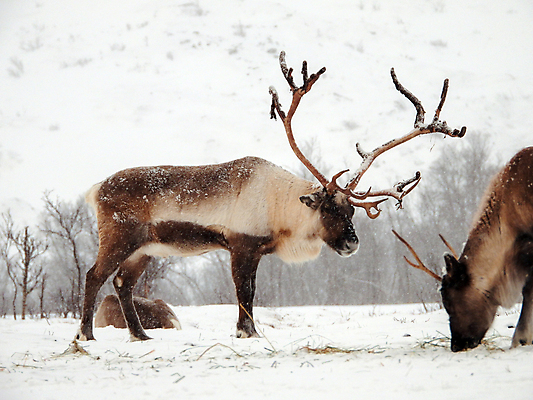 포토 JPG 해외이미지 주간 야생동물 겨울 사슴 노르웨이 사람없음 야외 해외포토 자연요소 동물 계절 유럽 포유류 파일형식 이미지허브