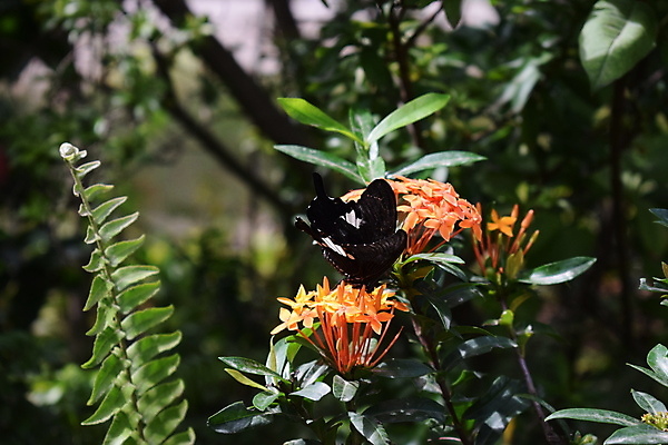 포토 JPG 해외이미지 동물 꽃 야생동물 섬 나비 곤충 백그라운드 잎 꽃무늬 날개 오렌지 자연 실내 사람없음 빨간색 초록색 여름 파란색 컬러풀 뷰티 농장 정원 검은색 봄 벚꽃 닫기 보케 꿀 고립 동물상 해외포토 식물 계절 컬러 무늬 농업 과일 모션 내부 조형물 생태계 파일형식 이미지허브