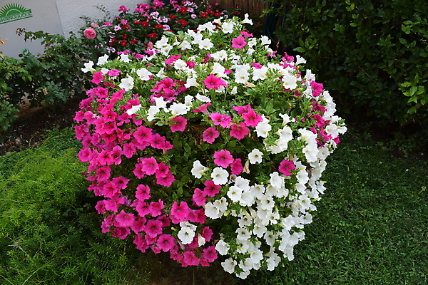 포토 JPG 해외이미지 식물 디자인 계절 공원 꽃잎 꽃 분홍색 꽃다발 백그라운드 잎 꽃무늬 자연 사람없음 야외 장식 빨간색 초록색 여름 컬러풀 뷰티 노란색 정원 보라색 봄 활발 성장 벚꽃 흰색 신선 개화 냄비 원예 내추럴 고립 피튜니아 해외포토 공공시설 컬러 컨셉 무늬 취미 솥 생태계 파일형식 이미지허브