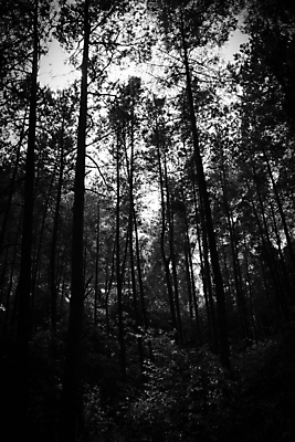 포토 JPG 해외이미지 나무 식물 실루엣 잎 자연 흑백 풍경 사람없음 목재 초록색 환경 어둠 성장 소나무 고독 숲 큼 신비 무서움 생태계 마법 잡동사니 내추럴 묘목 수목 줄서기 직진 그리너리 해외포토 감정 컬러 컨셉 재료 모션 촬영기법 크기 파일형식 트랜드컬러 이미지허브