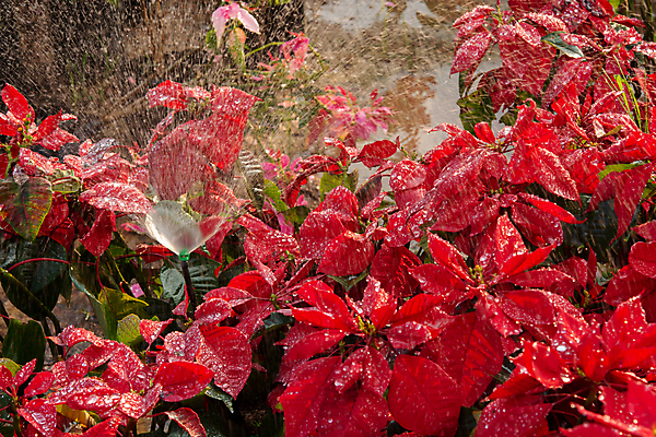 포토 JPG 해외이미지 나무 식물 계절 꽃잎 꽃 분홍색 백그라운드 잎 크리스마스 겨울 꽃무늬 자연 휴가 사람없음 장식 빨간색 초록색 물 컬러풀 정원 벚꽃 물방울 축하 개화 떨어짐 이슬 질감 포인세티아 강렬 해외포토 자연요소 기념일 컬러 컨셉 무늬 생태계 파일형식 이미지허브