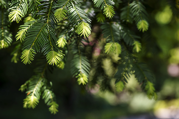 포토 JPG 해외이미지 나무 식물 계절 백그라운드 잎 크리스마스 패턴 자연 새로움 그림자 사람없음 야외 목재 장식 초록색 여름 빛 환경 봄 나뭇가지 신선 소나무 가장자리 숲 질감 상록수 침엽수 전나무 내추럴 가문비나무 해외포토 기념일 컬러 컨셉 무늬 재료 둘레 생태계 파일형식 이미지허브