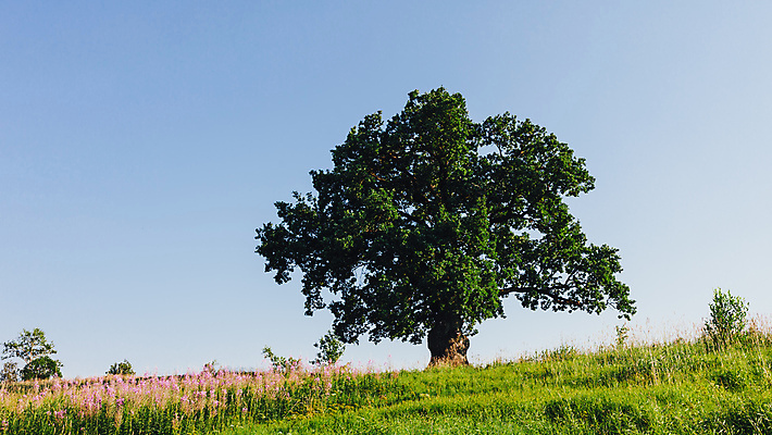 포토 JPG 해외이미지 모양 나무 식물 백그라운드 컨셉 낙엽 잎 밭 자연 하늘 추상 따뜻함 사람없음 야외 목재 초록색 파란색 빛 컬러풀 태양 뷰티 맑음 봄 수확 성장 나뭇가지 시간 큼 내추럴 생태학 옛날 생존 해외포토 자연요소 계절 교육 컬러 무늬 농업 재료 날씨 크기 생태계 파일형식 이미지허브