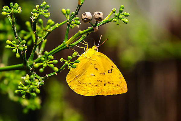포토 JPG 해외이미지 식물 동물 꽃 아시아 야생동물 나비 곤충 백그라운드 날개 자연 안테나 사람없음 야외 초록색 여름 노란색 정원 봄 닫기 호주 벌레 숲 작음 먹기 자연백그라운드 인도네시아 싱가폴 동물상 해외포토 계절 나라 컬러 통신 모션 조형물 오세아니아 크기 생태계 파일형식 이미지허브
