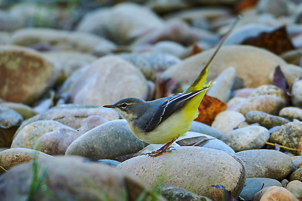 포토 JPG 해외이미지 동물 1 남자 야생동물 날개 포유류 자연 조류 영국 병아리 종류 사람없음 야외 가로 물 빛 강 컬러풀 뷰티 노란색 환경 사진촬영 회색 오픈 개울 둥지 고래 깃털 만족 싱글 꼬리 부리 서식지 내추럴 동물상 수유 해외포토 자연요소 감정 유럽 컬러 사람 조형물 촬영 수중동물 생태계 파일형식 이미지허브