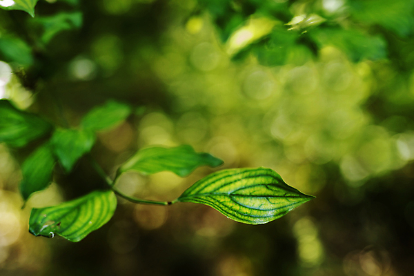 포토 JPG 해외이미지 나무 식물 계절 공원 백그라운드 낙엽 잎 자연 추상 사람없음 야외 초록색 정원 성장 나뭇가지 신선 숲 묘사 질감 보케 내추럴 그리너리 해외포토 공공시설 컬러 무늬 생태계 파일형식 트랜드컬러 이미지허브