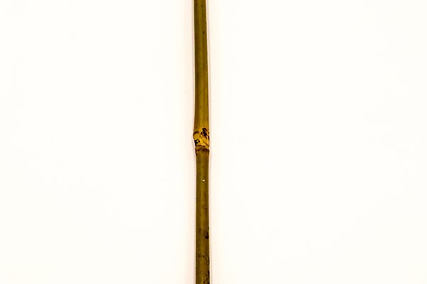 포토 JPG 해외이미지 나무 식물 전통 문화 선 벽 백그라운드 잎 패턴 자연 프레임 함께함 파노라마 사람없음 내부 목재 장식 초록색 일본 중국 활발 성장 흰색 나뭇가지 원형 막대기 끝 다발 대나무 보따리 질감 연료 내추럴 고립 그런지 직진 많음 해외포토 도형 아시아 컬러 컨셉 무늬 재료 촬영기법 생태계 파일형식 이미지허브