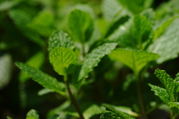 포토 JPG 해외이미지 식물 음식 백그라운드 잎 농업 재료 자연 건강 요리 사람없음 치료 초록색 정원 나뭇가지 신선 고명 닫기 맛 정상 민트 허브 묘사 유기농 날것 아로마 향 내추럴 고립 스피아민트 해외포토 나무 웰빙 산업 컬러 컨셉 의학 모션 생태계 파일형식 이미지허브