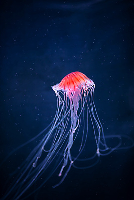 포토 JPG 해외이미지 한마리 분홍색 사람없음 바닷속 수중동물 자포동물 해파리 해외포토 동물 1 컬러 수중 파일형식 이미지허브