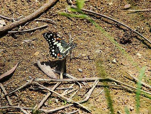 포토 JPG 해외이미지 동물 꽃 야생동물 곤충 백그라운드 자연 사람없음 야외 초록색 컬러풀 햇빛 뷰티 갈색 노란색 환경 정원 검은색 봄 흰색 그룹 벌레 소프트포커스 숲 작음 묘사 자연백그라운드 버터 내추럴 동물상 땅바닥 양치류 해외포토 식물 계절 컬러 바닥 촬영기법 태양 조형물 크기 생태계 파일형식 이미지허브