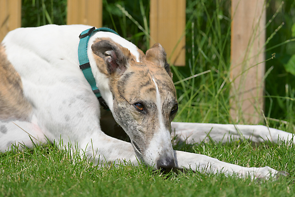 포토 JPG 해외이미지 응시 시선 여자 행복 여유 얼굴 근육 휴식 털 건강 잔디 사람없음 여름 갈색 우주 정원 맑음 기댐 활발 젖음 흰색 뜨거움 개 묘사 코 송곳니 기르기 해외포토 식물 계절 감정 컬러 컨셉 포유류 모션 날씨 사람 신체부위 치아 돌봄 파일형식 이미지허브