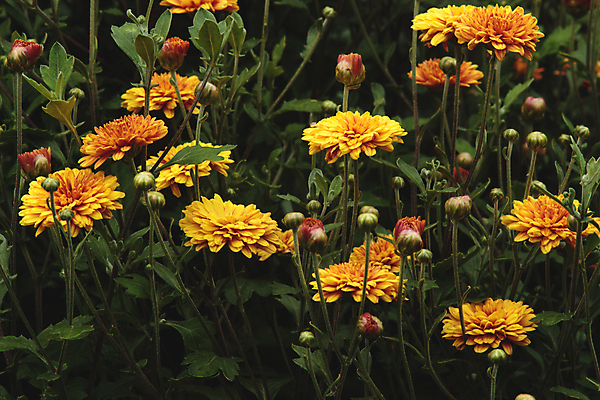 포토 JPG 해외이미지 식물 꽃잎 꽃 꽃다발 단풍 잎 꽃무늬 오렌지 자연 벽지 해바라기 국화 사람없음 야외 초록색 갈색 노란색 새싹 정원 활발 벚꽃 개화 9월 질감 10월 내추럴 영원 많음 해외포토 컬러 컨셉 무늬 과일 날짜 생태계 파일형식 이미지허브