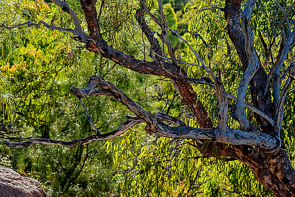 포토 JPG 해외이미지 나무 공원 백그라운드 잎 자연 열대 사람없음 빛 햇빛 태양 나뭇가지 질감 문학 설정 내추럴 잇몸 전국 해외포토 자연요소 식물 공공시설 신체 생태계 파일형식 이미지허브