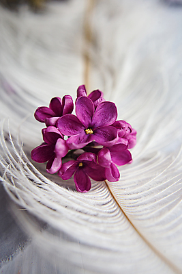 포토 JPG 해외이미지 식물 공원 꽃잎 꽃 행복 꽃다발 백그라운드 잎 꽃무늬 자연 기술 사람없음 여름 정원 맑음 보라색 봄 성장 벚꽃 나뭇가지 개화 행운 재산 제비꽃 순수 깃털 심플 엽서 아로마 5 라일락 내추럴 해외포토 나무 계절 공공시설 감정 컬러 컨셉 무늬 날씨 금융 숫자 편지 생태계 파일형식 이미지허브