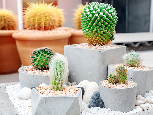 포토 JPG 해외이미지 식물 꽃 화초 백그라운드 컨셉 꽃무늬 비즈니스 자연 선인장 주택 취미 사람없음 장식 초록색 여름 세트 유행 상점 정원 사막 성장 흰색 가시 그룹 냄비 작음 수집 원예 질감 시멘트 내추럴 콘크리트 스타일 많음 미니멀 해외포토 계절 컬러 무늬 건물 솥 크기 생태계 파일형식 이미지허브