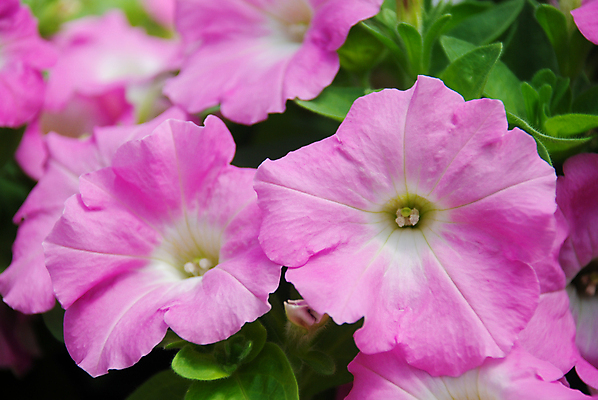 포토 JPG 해외이미지 식물 계절 꽃잎 꽃 분홍색 백그라운드 잎 꽃무늬 밭 자연 매달리기 사람없음 야외 초록색 여름 컬러풀 뷰티 환경 정원 보라색 봄 성장 벚꽃 흰색 신선 개화 냄비 원예 자연백그라운드 내추럴 생태학 피튜니아 해외포토 교육 컬러 무늬 농업 모션 취미 솥 생태계 파일형식 이미지허브