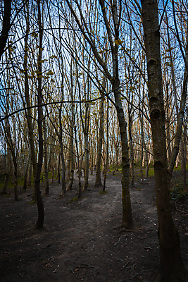 포토 JPG 해외이미지 주간 나무 영어 공원 유럽 길 야생동물 자연 조류 영국 사람없음 초록색 여름 햇빛 태양 갈색 걷기 환경 봄 하이킹 가을 나뭇가지 시골 보호 숲 큼 오솔길 요크셔테리어 버드나무 좁은 먼지 나무껍질 진흙 서식지 일반 내추럴 벌거벗은 삼림지대 얇은 전국 해외포토 자연요소 식물 동물 문자 계절 공공시설 나라 컬러 컨셉 모션 레저 껍질 크기 테리어 생태계 파일형식 이미지허브