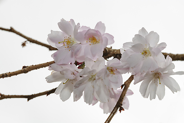 포토 JPG 해외이미지 주간 나무 매달리기 사람없음 야외 봄 벚꽃 나뭇가지 해외포토 자연요소 식물 계절 꽃 모션 파일형식 이미지허브