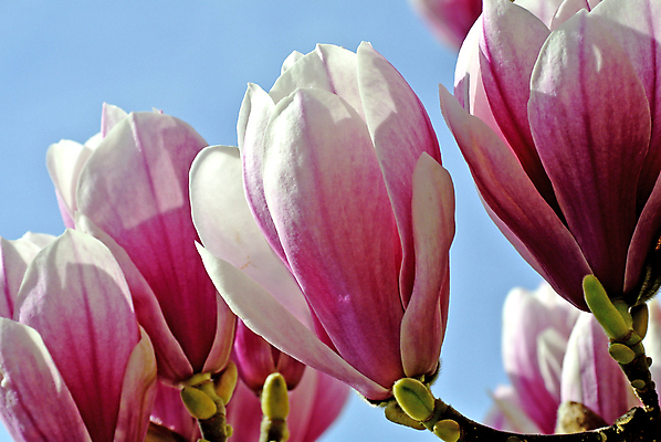 포토 JPG 해외이미지 주간 분홍색 사람없음 야외 봄 목련 해외포토 자연요소 계절 꽃 컬러 파일형식 이미지허브