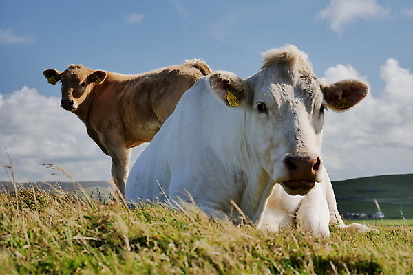 포토 JPG 해외이미지 동물 밭 농업 포유류 자연 하늘 영국 사람없음 농장 농경지 가축 소고기 우유 소 군중 먹이 방목 송아지 밭일 스코틀랜드 해외포토 유럽 산업 새끼 유제품 육류 사람 축산업 생태계 파일형식 이미지허브