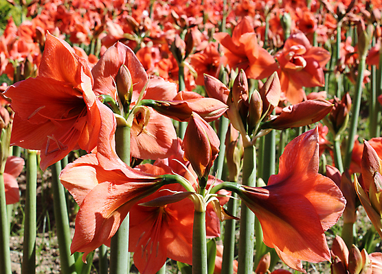 포토 JPG 해외이미지 식물 꽃잎 꽃 꽃다발 백그라운드 잎 꽃무늬 밭 오렌지 전구 자연 풍경 사람없음 빨간색 초록색 여름 컬러풀 뷰티 정원 봄 성장 벚꽃 신선 개화 꽃가루 내추럴 헤딩 해외포토 계절 컬러 무늬 농업 과일 축구 가루 생태계 파일형식 이미지허브