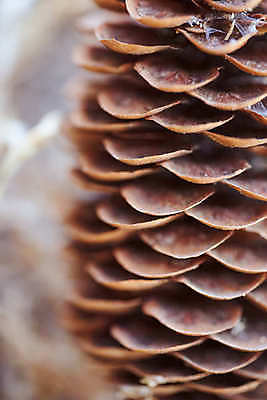 포토 JPG 해외이미지 컨셉 크리스마스 자연 휴가 기념 사람없음 목재 장식 가로 빛 맑음 축제 장식볼 흰색 나뭇가지 축하 인사 소나무 신용카드 이슬 12월 연도 심볼 오브젝트 상록수 침엽수 전나무 원뿔 고립 삼나무 생태학 가문비나무 해외포토 도형 나무 교육 기념일 컬러 재료 날씨 금융 예절 날짜 생태계 파일형식 이미지허브