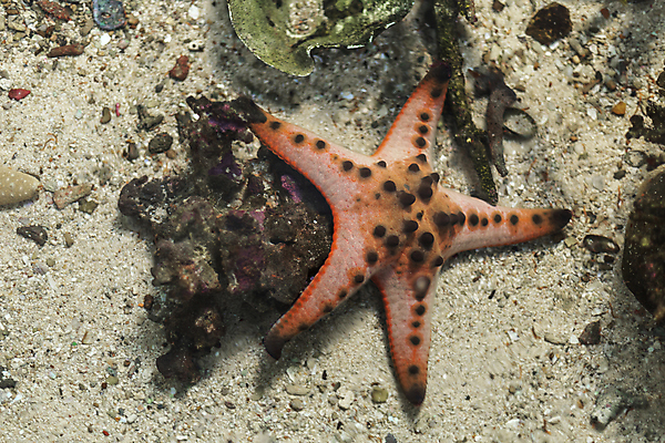 포토 JPG 해외이미지 백인 여자 별 어린이 모래 파도 바다 여행 맨발 자연 놀이 리조트 휴가 불가사리 함께함 한명 사람 소년 사람없음 야외 빨간색 세로 물 파란색 뷰티 껍질 흰색 잡기 달콤 지중해 해외포토 자연요소 서양인 1 남자 컬러 컨셉 모션 발 극피동물 맛 생태계 파일형식 이미지허브
