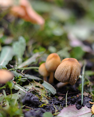 포토 JPG 해외이미지 식물 계절 야생동물 음식 백그라운드 자연 이끼 사람없음 야외 목재 초록색 갈색 버섯 흰색 숲 내추럴 곰팡이 그물버섯 독버섯 식용 캡모자 해외포토 나무 동물 모자_잡화 컬러 재료 생태계 파일형식 이미지허브