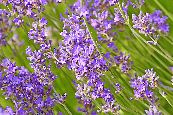 포토 JPG 해외이미지 주간 사람없음 야외 보라색 라벤더 해외포토 자연요소 꽃 컬러 허브 파일형식 이미지허브