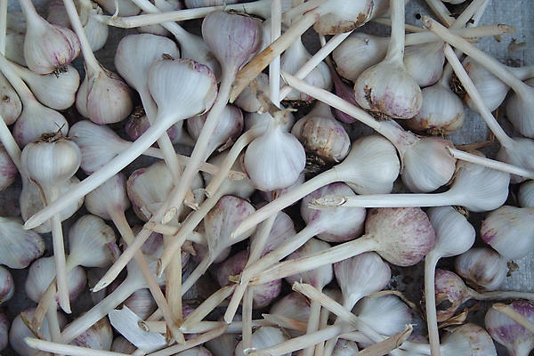 포토 JPG 해외이미지 잡화 음식 백그라운드 농업 다이어트 채소 재료 전구 자연 건강 마늘 요리 사람없음 여름 약 세일 주방 정원 샐러드 수확 흰색 신선 시장 닫기 맛 다발 먹기 향신료 유기농 질감 매움 날것 내추럴 채식주의자 많음 해외포토 웰빙 계절 산업 컬러 컨셉 의학 모션 생태계 채식 향미료 파일형식 이미지허브