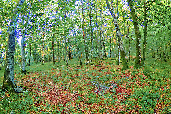 포토 JPG 해외이미지 나무 공원 유럽 야생동물 자연 휴식 산 건강 풍경 사람없음 목재 다양 스페인 보호 숲 생태계 생물학 서식지 내추럴 무료 보호구역 삼림지대 생태학 해외포토 식물 동물 공공시설 교육 나라 다수 컨셉 재료 구역 파일형식 이미지허브