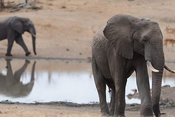 포토 JPG 해외이미지 동물 공원 도로 야생동물 모래 여행 포유류 아프리카 자연 코끼리 사람없음 야외 빨간색 세로 초록색 관광지 산책 탐험 치아 큼 사파리 황소 상아 나미비아 옛날 웅장함 전국 해외포토 공공시설 나라 길 컬러 교통시설 휴식 소화기관 소 크기 생태계 남아프리카 파일형식 이미지허브