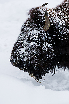 포토 JPG 해외이미지 동물 공원 야생동물 북아메리카 겨울 포유류 자연 산 국립공원 사람없음 미국 황무지 들소 북쪽 서쪽 와이오밍 전국 폭설 눈내림 로키산맥 해외포토 계절 공공시설 눈_날씨 아메리카 소 자연재해 방향 생태계 파일형식 이미지허브