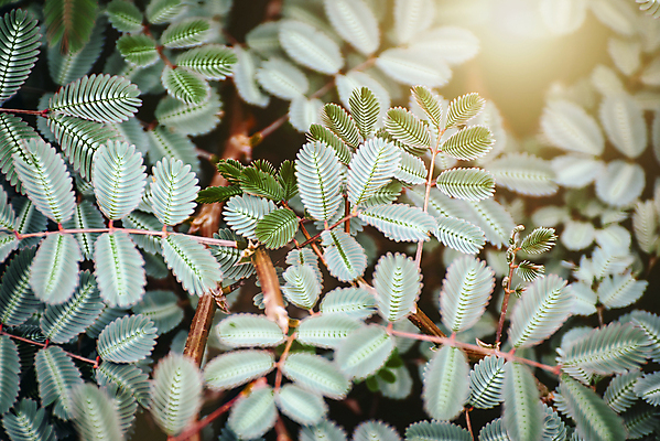 포토 JPG 해외이미지 디자인 백그라운드 잎 꽃무늬 자연 아침 추상 불꽃 사람없음 야외 장식 가로 초록색 여름 빛 컬러풀 햇빛 태양 뷰티 환경 봄 들꽃 신선 소프트포커스 심플 엘리먼트 카피스페이스 해외포토 주간 자연요소 식물 계절 꽃 컬러 무늬 불 촬영기법 공백 생태계 파일형식 이미지허브