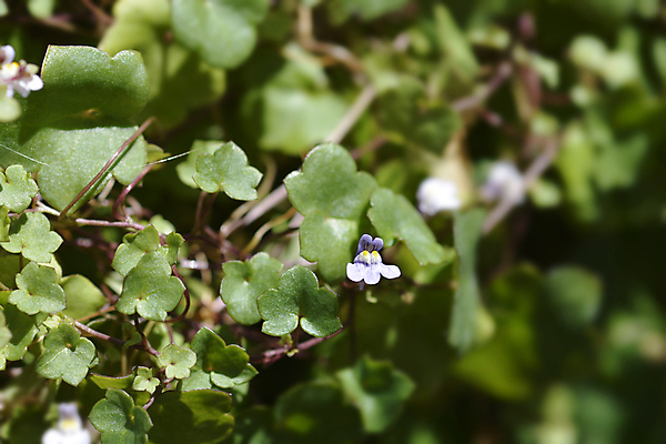 포토 JPG 해외이미지 식물 꽃 분홍색 잎 자연 사람없음 야외 초록색 노란색 정원 보라색 닫기 해외포토 컬러 모션 생태계 파일형식 이미지허브