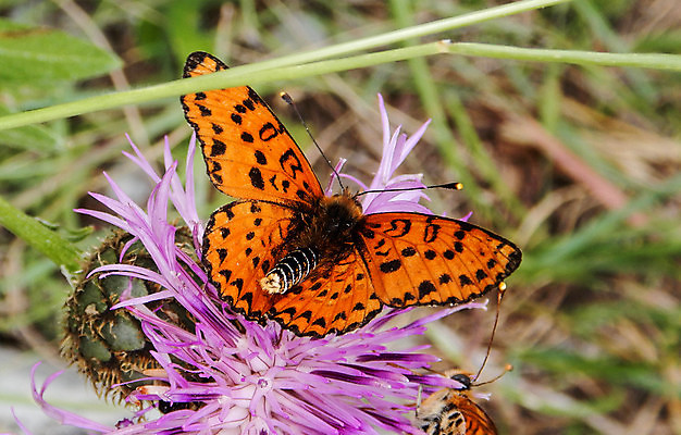 포토 JPG 해외이미지 식물 동물 꽃 나비 곤충 백그라운드 오렌지 자연 산 사람없음 야외 초록색 컬러풀 뷰티 환경 정원 이탈리아 개화 닫기 숲 묘사 꽃가루 내추럴 무료 해외포토 유럽 컬러 과일 모션 가루 생태계 파일형식 이미지허브