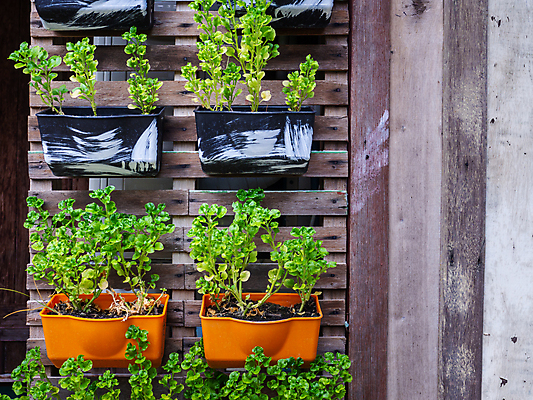 포토 JPG 해외이미지 나무 식물 디자인 꽃 아시아 벽 컨셉 잎 패턴 농업 자연 사람없음 야외 목재 장식 초록색 여름 울타리 세트 컬러풀 바구니 정원 보라색 봄 활발 성장 발코니 신선 냄비 허브 유기농 원예 심플 심기 세련 해외포토 웰빙 계절 나라 산업 컬러 무늬 재료 모션 취미 담장 솥 생태계 파일형식 이미지허브