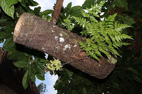 포토 JPG 해외이미지 나무 동물 야생동물 곤충 백그라운드 농업 자연 호텔 주택 사람없음 야외 목재 초록색 여름 상자 우주 환경 정원 다양 구멍 벌레 둥지 보호 말벌 숲 벌 대나무 생태계 원예 리빙 벌집 내추럴 생태학 쇠창살 헬프 호박벌 해외포토 식물 계절 교육 산업 컬러 다수 컨셉 재료 숙소 취미 건물 도움 벌_곤충 파일형식 이미지허브