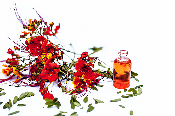 포토 JPG 해외이미지 식물 꽃잎 꽃 백그라운드 낙엽 오렌지 자연 불꽃 열대 사람없음 장식 빨간색 초록색 여름 컬러풀 스파 벚꽃 흰색 개화 공작 허브 관목 향수 유기농 아로마테라피 고립 에센스 이국적 추출 해외포토 나무 웰빙 계절 컬러 잎 과일 조류 불 화장품 생태계 테라피 파일형식 이미지허브