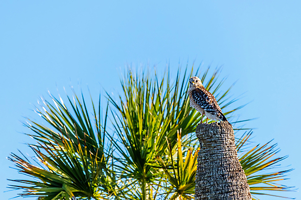 포토 JPG 해외이미지 동물 야생동물 북아메리카 자연 조류 사람없음 미국 플로리다 해외포토 아메리카 생태계 파일형식 이미지허브