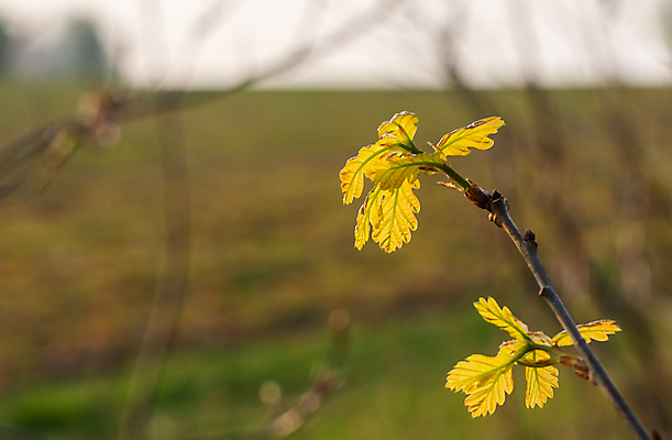 포토 JPG 해외이미지 나무 식물 계절 낙엽 잎 자연 날씨 사람없음 야외 컬러풀 노란색 정원 나뭇가지 변화 원예 썩음 카피스페이스 해외포토 컬러 컨셉 취미 공백 생태계 파일형식 이미지허브