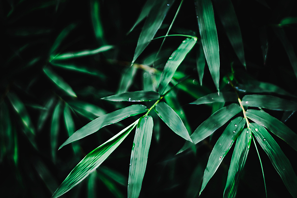 포토 JPG 해외이미지 나무 식물 디자인 계절 공원 백그라운드 잎 꽃무늬 자연 추상 프레임 건강 미술 사람없음 야외 목재 초록색 여름 빛 햇빛 태양 뷰티 우주 환경 정원 봄 나뭇가지 신선 닫기 소프트포커스 숲 에코 보케 라임 산소 내추럴 광 블러 해외포토 자연요소 공공시설 꽃 컬러 무늬 과일 재료 모션 문화예술 촬영기법 원소 생태계 파일형식 이미지허브