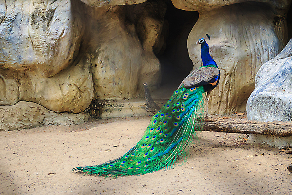 포토 JPG 해외이미지 동물 남자 야생동물 포즈 백그라운드 무지개 패턴 자연 조류 왕관 사랑 사람없음 초록색 파란색 컬러풀 머리 전시 활발 부채 동굴 우아함 공작 큼 인도인 깃털 꼬리 부리 보여주기 꿩 리빙 웅장함 해외포토 자연요소 외국인 감정 컬러 컨셉 무늬 모션 사람 동양인 신체부위 크기 생태계 파일형식 이미지허브