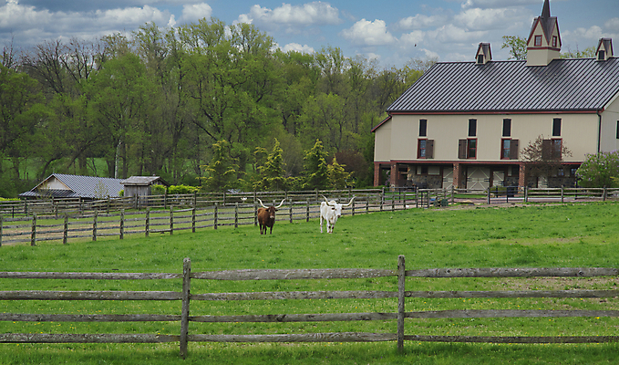 포토 JPG 해외이미지 동물 밭 농업 포유류 자연 털 뿔 스테이크 사람없음 초록색 울타리 농장 농경지 갈색 미국 가축 봄 목장 운전 소고기 흰색 시골 소 카우보이 승차 큼 방목 황소 총구 텍사스 해외포토 계절 산업 컬러 북아메리카 모션 서양음식 육류 담장 축산업 크기 생태계 파일형식 이미지허브