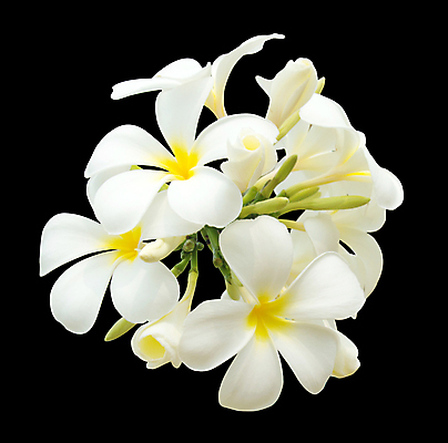 포토 JPG 해외이미지 나무 식물 꽃잎 꽃 아시아 꽃다발 백그라운드 태국 자연 휴식 사람없음 여름 노란색 정원 검은색 스파 벚꽃 흰색 신선 사찰 개화 그룹 닫기 향수 보따리 향기 냄새 발리 고립 이국적 알로하 해외포토 계절 나라 컬러 섬 컨셉 종교건축 모션 화장품 인사 생태계 인도네시아 파일형식 이미지허브