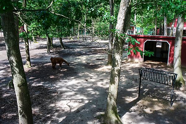 포토 JPG 해외이미지 동물 응시 얼굴 밭 포유류 자연 주택 털 건강 동물원 종류 육류 사람없음 가로 울타리 반려동물 컬러풀 미국 가축 주식 서커스 낟알 낙타 부드러움 목 섬유 수의사 양모 기르기 돌봄 라마 알파카 앞머리 양털 이국적 페루 반추동물 해외포토 헤어스타일 시선 컬러 북아메리카 농업 식재료 모션 건물 신체부위 금융 담장 의사 직물 감각 남아메리카 생태계 파일형식 이미지허브