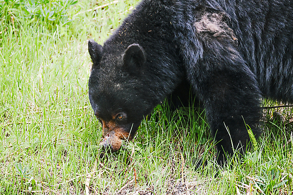 포토 JPG 해외이미지 나무 동물 공원 여자 야생동물 여행 백그라운드 캐나다 곰 자연 털 서기 풍경 성인 사람없음 야외 목재 초록색 여름 갈색 걷기 환경 검은색 힘 구멍 황무지 저녁 숲 위험 큼 민들레 코 귀 육식동물 내추럴 앨버타 힘찬 해외포토 식물 계절 공공시설 꽃 컬러 컨셉 북아메리카 재료 포유류 모션 사람 신체부위 야간 크기 생태계 파일형식 이미지허브