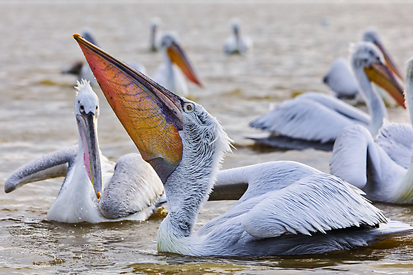 포토 JPG 해외이미지 동물 유럽 호수 야생동물 음식 바다 자연 조류 종류 어류 성인 사람없음 물 수영 흰색 오픈 그룹 기다림 큼 먹이 수집 먹기 펠리컨 배고픔 그리스 깃털 부리 북쪽 계산서 국회 내추럴 달마시안 파우치 해외포토 자연요소 나라 컬러 가방 모션 사람 수중동물 수상스포츠 개 크기 방향 생태계 파일형식 이미지허브