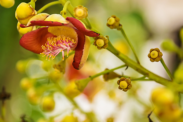 포토 JPG 해외이미지 나무 식물 전통 꽃 백그라운드 잎 농업 가족 자연 종류 사람없음 빨간색 초록색 여름 노란색 정원 봄 성장 나뭇가지 신선 유기농 내추럴 힌두교 해외포토 웰빙 계절 산업 종교 컬러 관계 생태계 파일형식 이미지허브